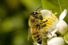 10 Proven Powerful Benefits of Bee Pollen