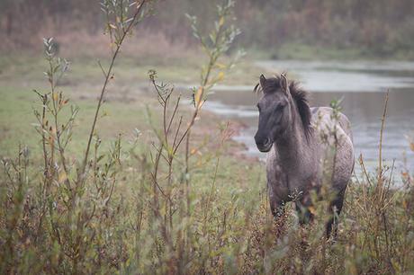 Konik Pony in the drizzle