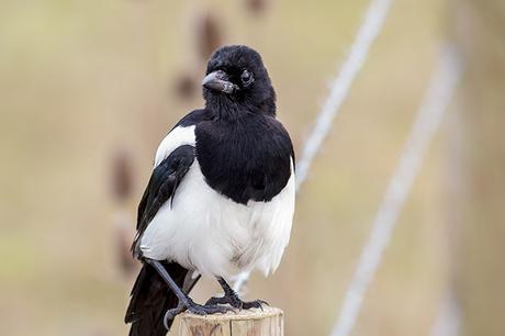 Battle worn Magpie