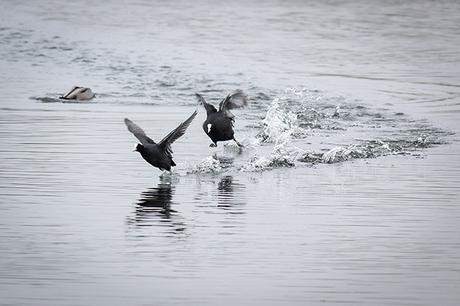 Battling coots