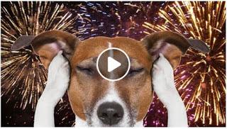 Image:Relax My Dog free music videos