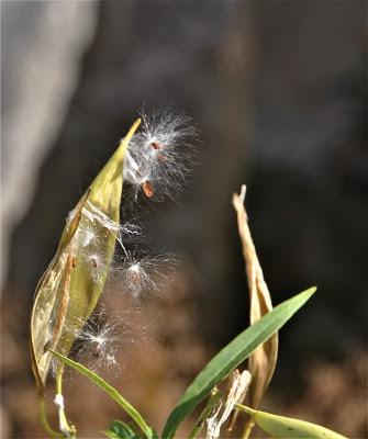 Butterfky Weed