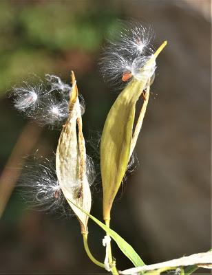 Butterfky Weed