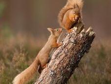 Squirrel Reintroduction Success with Breeding Natural Expansion