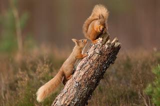 Red squirrel reintroduction success with breeding and natural expansion