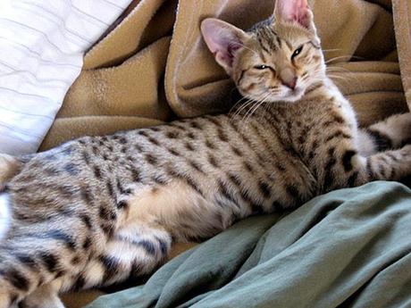 All You Need To Know About Tabby Cats – types, patterns and more