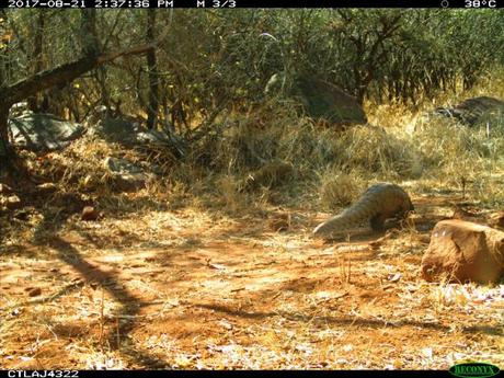 Ground Pangolin Spotted on PPP Cameras for the First Time in Two Years