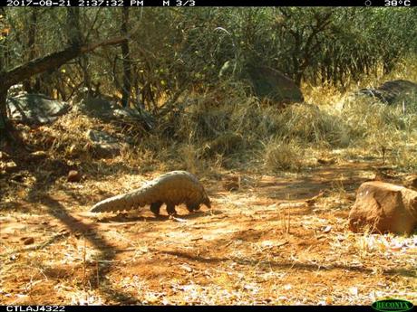 Ground Pangolin Spotted on PPP Cameras for the First Time in Two Years