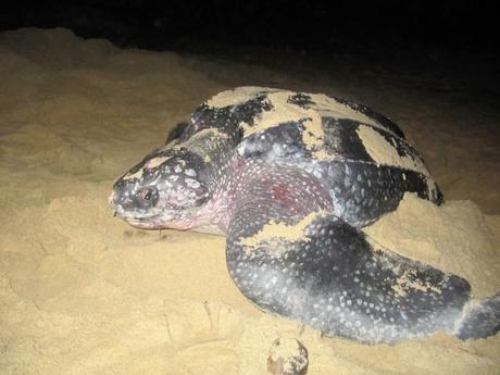 What you Need to Know about Volunteering with Leatherback Sea Turtles in Trinidad