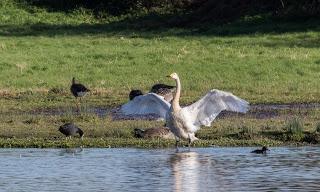 [Press release] Swan late! The first Bewick’s swan has finally landed at WWT Slimbridge