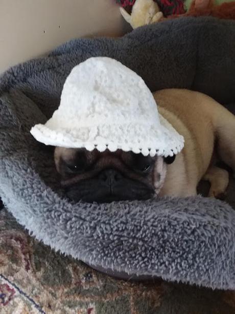 Suky in a Hat
