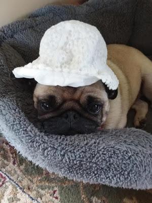 Suky in a Hat