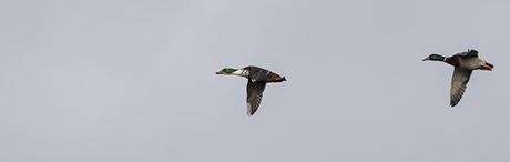 Ducks in Flight