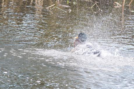 Mallard Splashing