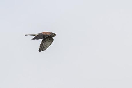 Rapid Flight of a Kestrel