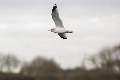 Common Gull in Flight