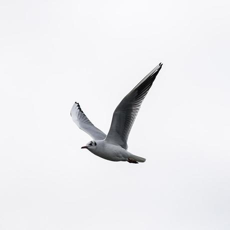 Black-headed Gull