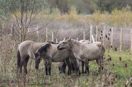 Ponies Gathering