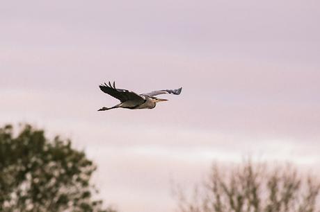 After a Week Off - gray heron in redish light