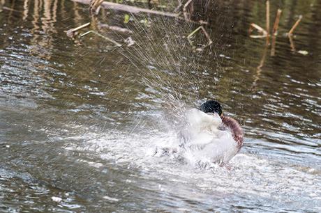 I tried a few slower shutter speeds to capture this action of a Mallard splashing