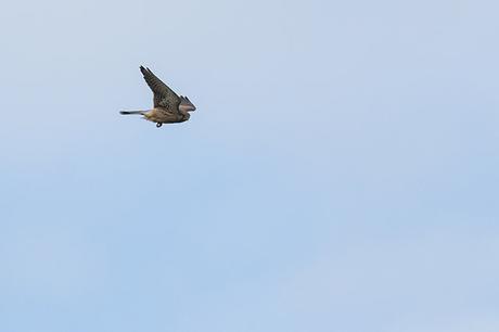 Kestrel Fly by