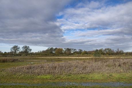 Views over the center of the reserve, now with freshly cut willows (nice to be able to see things again)