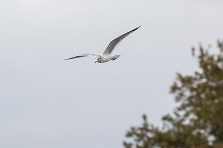 Common Gull