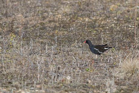 Moorhen