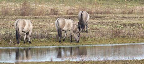 Konik Ponies