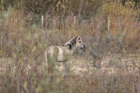 Lone Pony