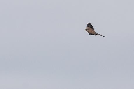 Kestrel Swooping