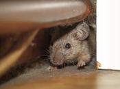 Rodent Control Methods That Actually Work