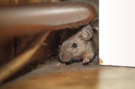 DIY Rodent Control Methods That Actually Work