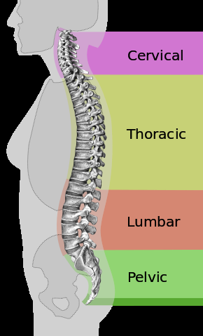 5 Facts about Hyperkyphosis