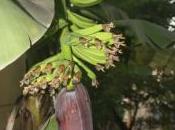 POEM: Banana Plant