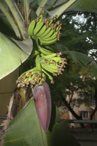 POEM: Banana Plant