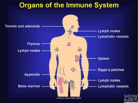 organs of the immune system