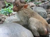 DAILY PHOTO: Macaques Bharachukki Falls