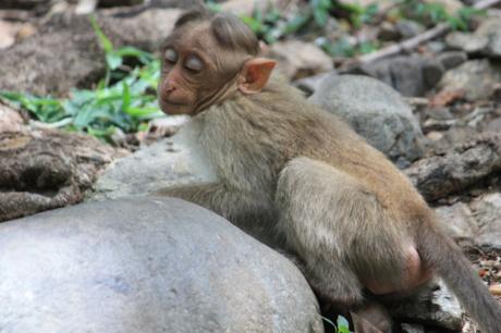 DAILY PHOTO: Macaques of Bharachukki Falls