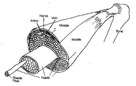 fascia anatomy