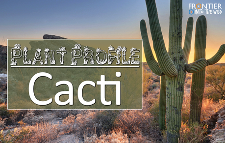 Plant Profile - Cacti Plant Profile - Cacti