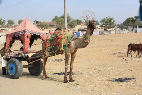 DAILY PHOTO: Camel & Cart
