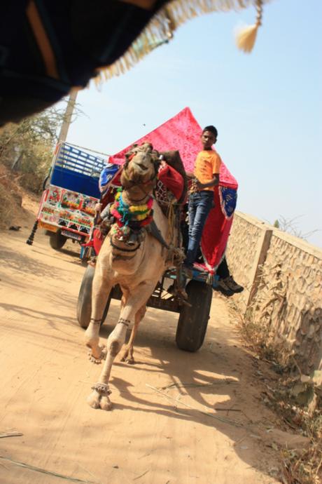 DAILY PHOTO: Camel & Cart
