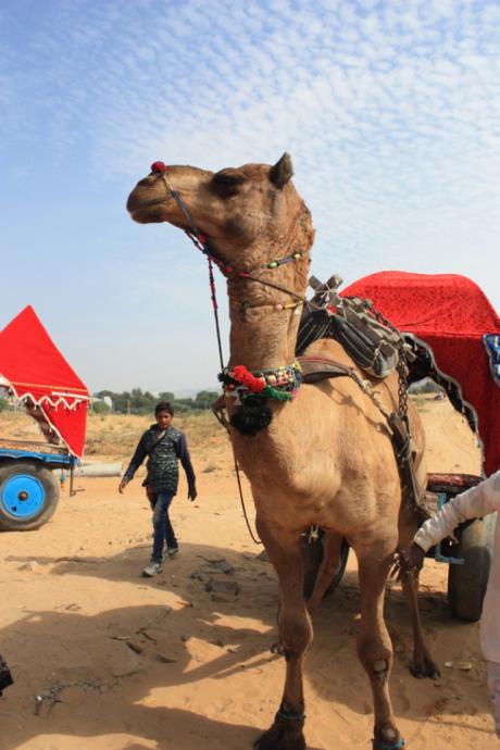 DAILY PHOTO: Camel & Cart
