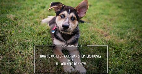 How To Care For a German Shepherd Husky Mix – All You Need To Know