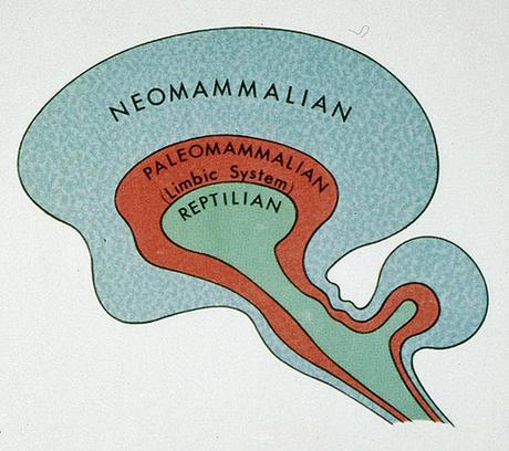 triune-brain-theory