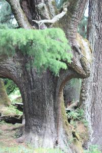 POEM: Aokigahara (青木ヶ原)