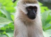 DAILY PHOTO: Langur Green: Portrait
