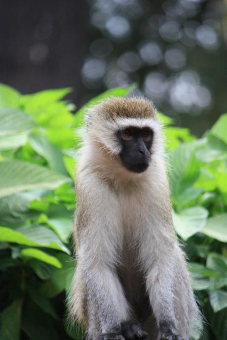 DAILY PHOTO: Langur in the Green: A Portrait