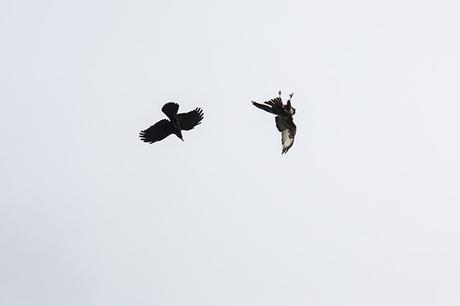 Flying Upside down or Falling? - Buzzard upside down with Carrion crow flying nearby